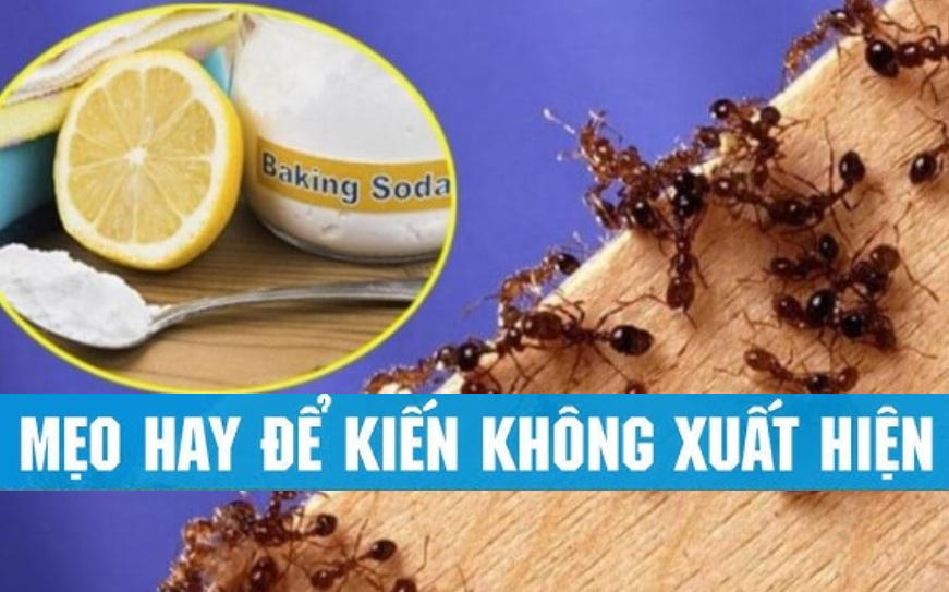 mẹo đuổi kiến khỏi nhà